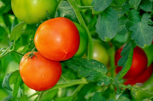 Slicing tomatoes (Elmira, conv)(quart)