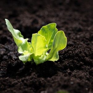 PLANT: Leaf Lettuce (mixed, 4-pak)