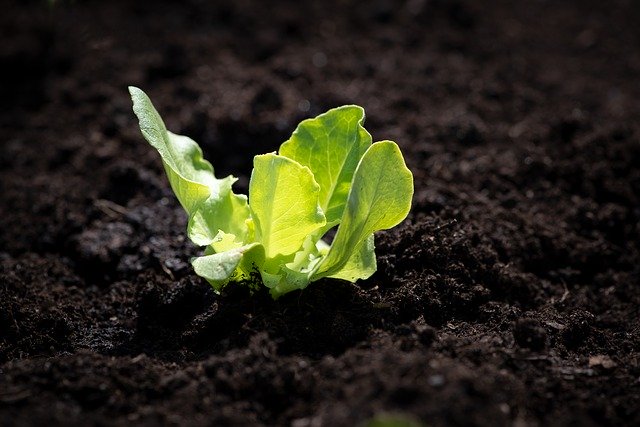 How soon can we start planting this spring?