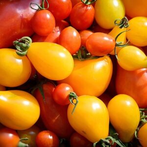 PLANT: Tomato-Yellow Pearshaped