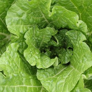 Michelli Greens (bunch)