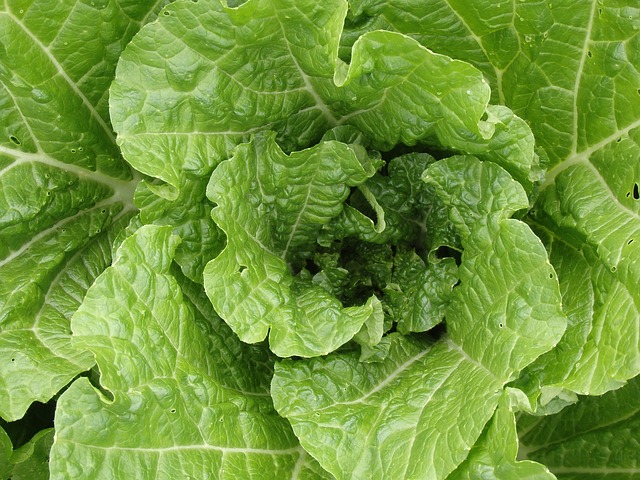 Michelli Greens (bunch)