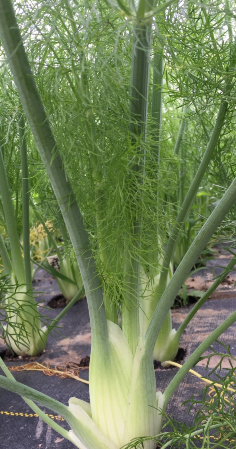 fennel plant