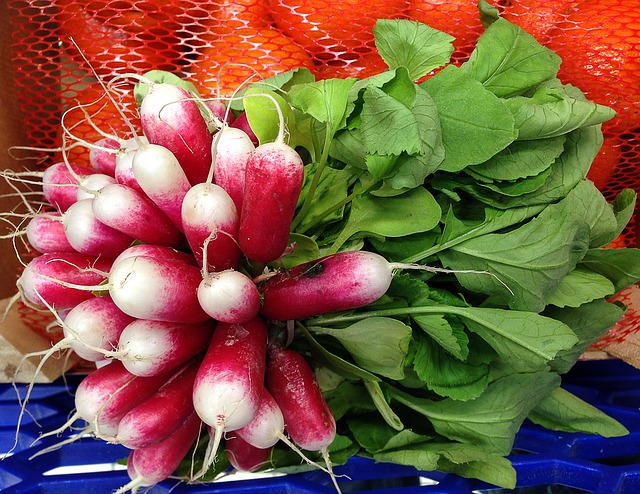 Radishes-French Breakfast