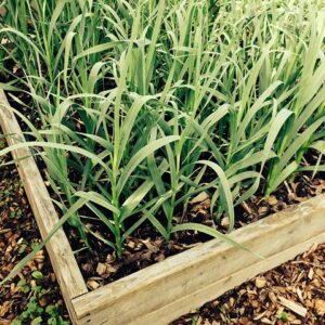 Green Garlic (bunch)