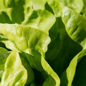 Lettuce- Mini Alkindus (ea)