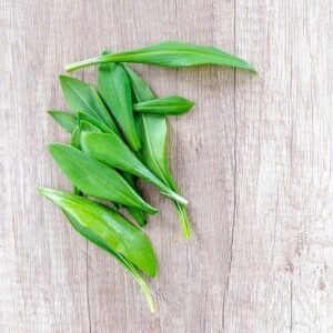 Wild Leeks -bunch(tops and stems only)