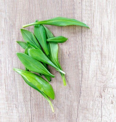 Wild Leeks -bunch(tops and stems only)