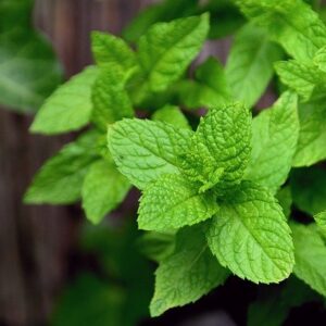 Orange Mint (bunch)
