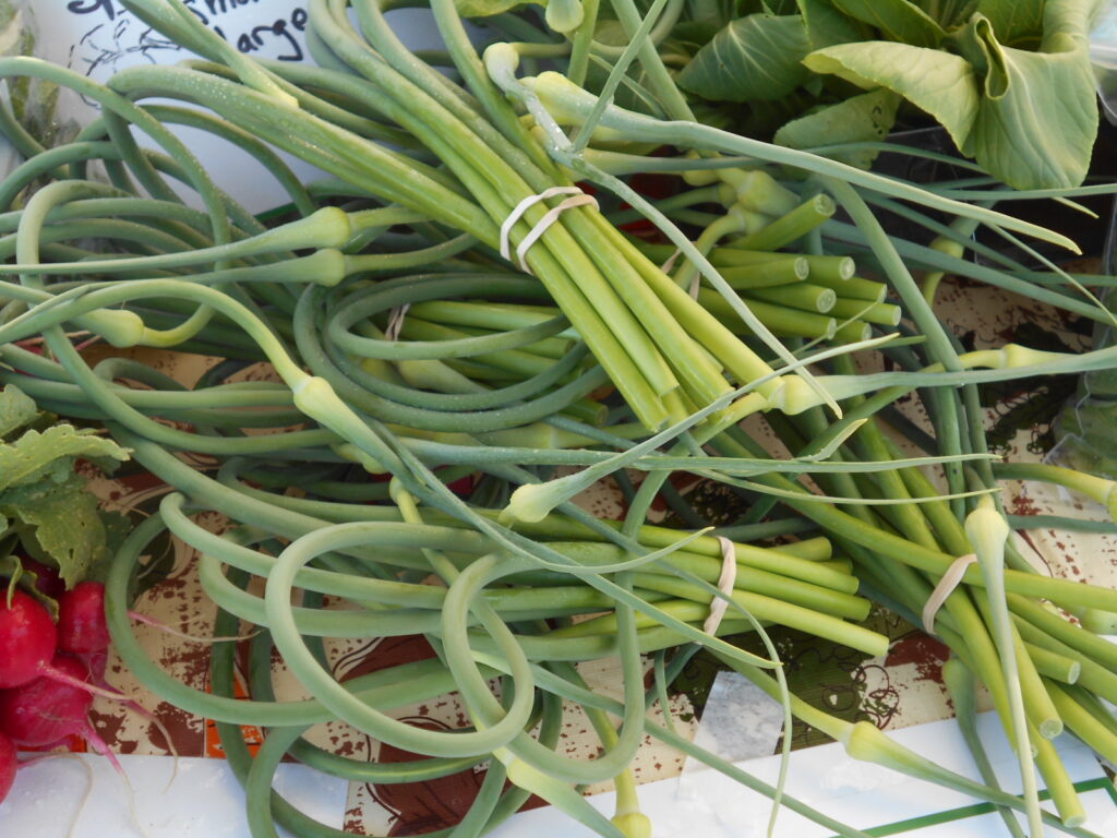 Garlic Scapes