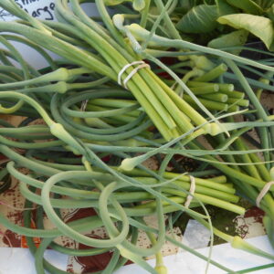 scapes