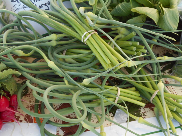 Garlic Scape and Pea Shoot Pasta