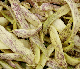Dragon's Tongue Beans photo