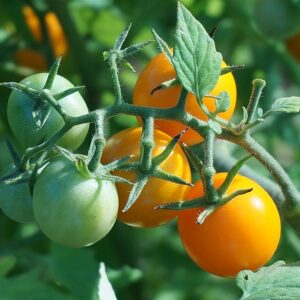 Cherry Tomatoes-Sun Sugar (pint)