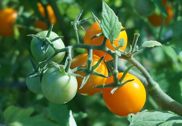 Cherry Tomatoes-Sun Sugar (pint)