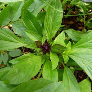 Lime Basil (bunch)