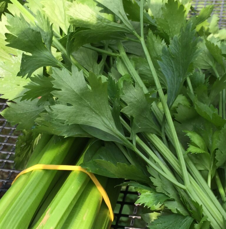 Celery…. More Than Just Stalks