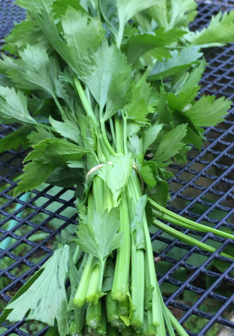 Chinese Celery Stir Fry