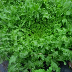 Endive-wallone type (ea)