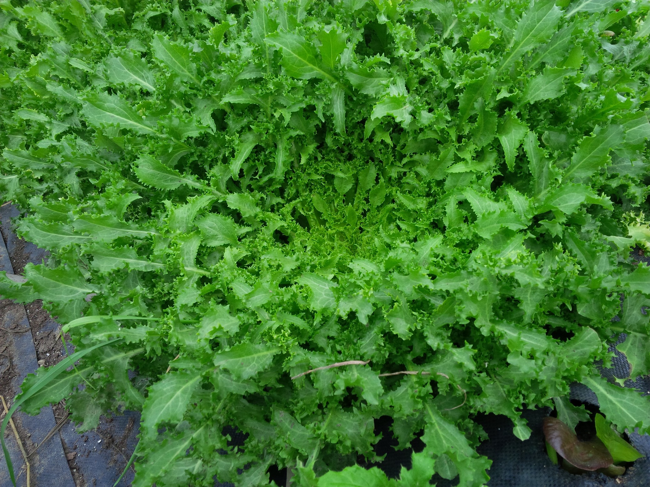 Endive-wallone type (ea)