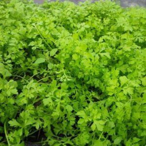 Peppercress (45g)