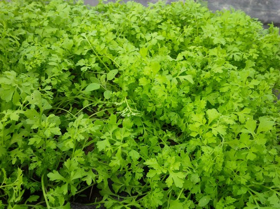 Peppercress (45g)