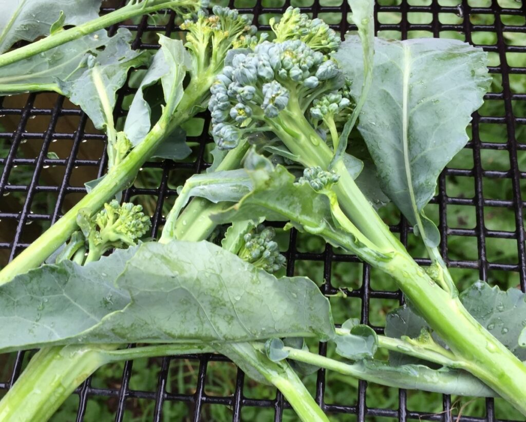 Broccoli – Shooting Broccoli  (225g)