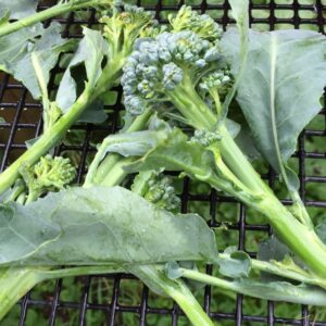 Shooting Broccoli Image