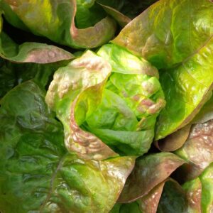 Mini Bibb Lettuce-Red