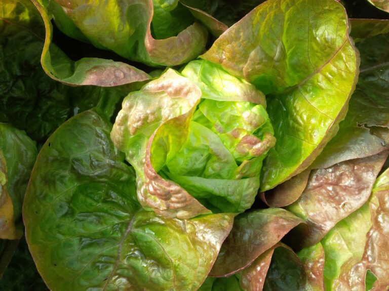 Red Mini Bibb lettuce