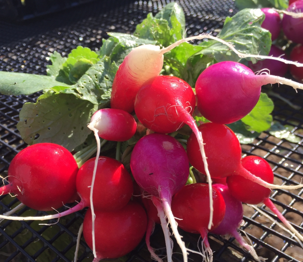 Radishes