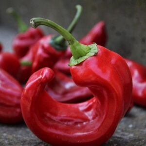 Italian Frying Pepper (sweet)(for 3)