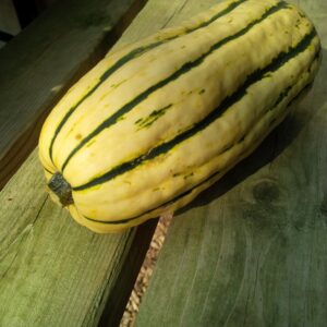 Sweet Potato Squash (Elmira, Conv)(med)