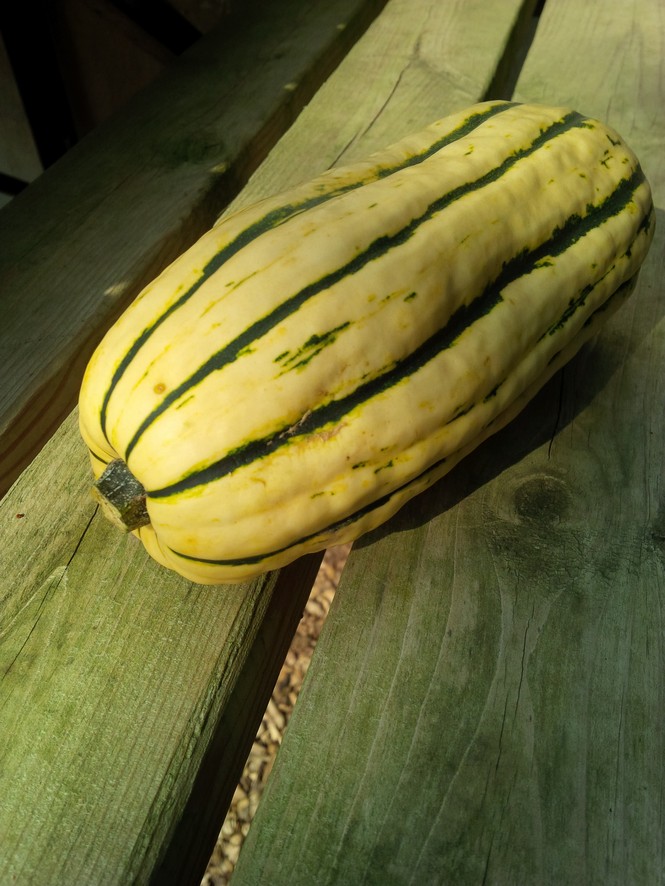 Sweet Potato Squash (Elmira, Conv)(med)