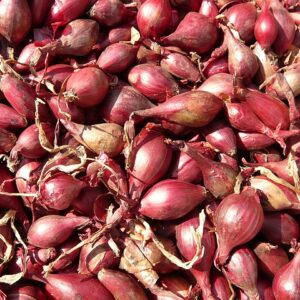 Onion- Red Torpedo (quart)