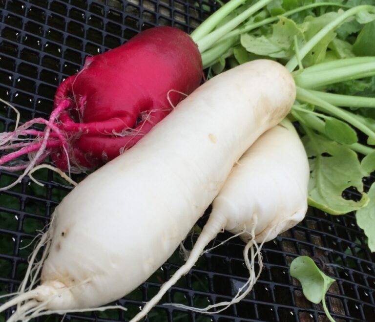 Winter Radishes – Here’s What You Need To Know