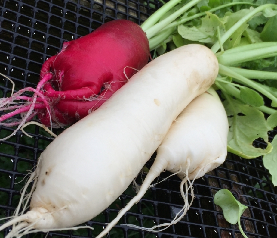 Daikon Radishes