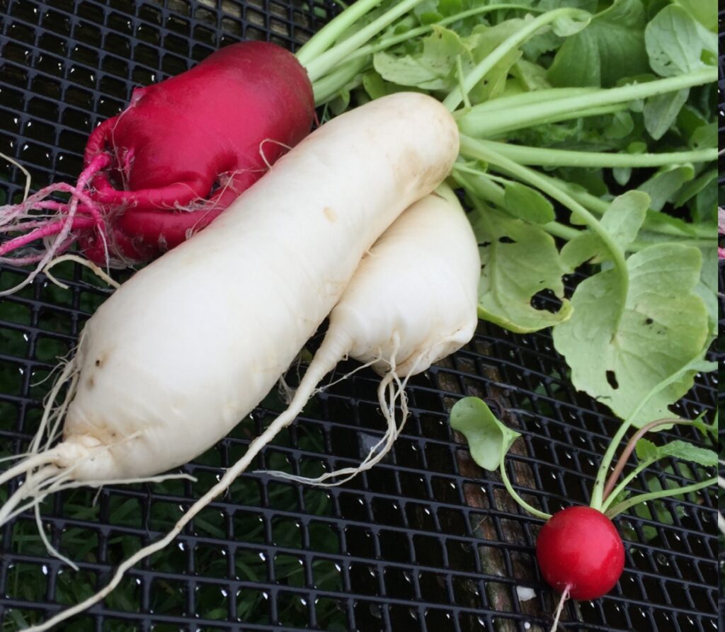 Winter Radishes (white)