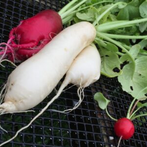 Winter Radishes