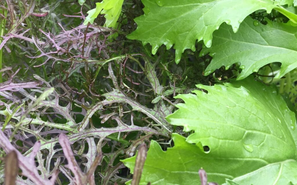 Mizuna Mustards – mixed bunch