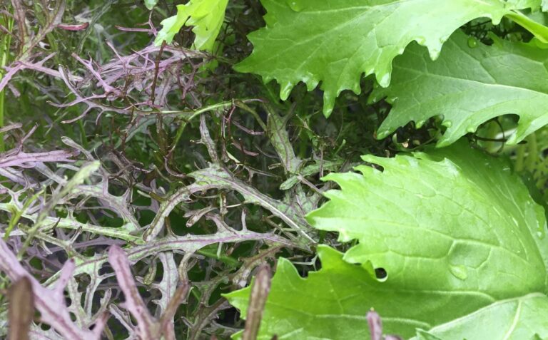 Mizuna Mustards – mixed bunch