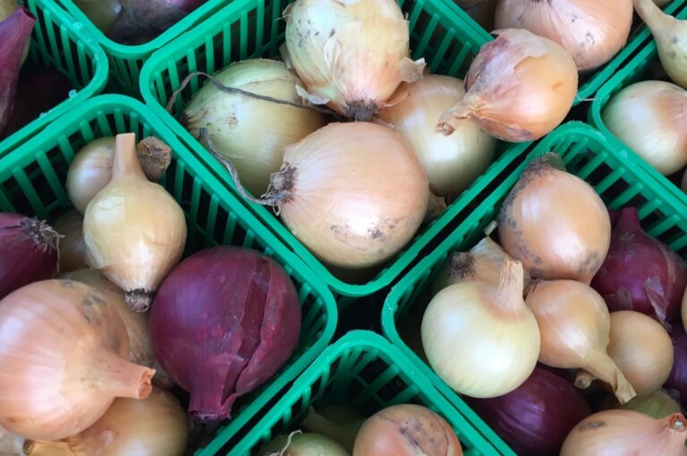Onion Recipes