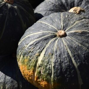 Sweet Mama /buttercup Squash (from Elmira, Conv)