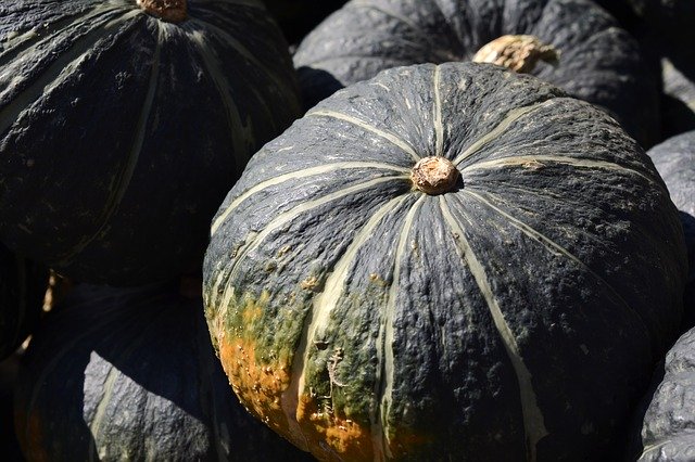 Sweet Mama /buttercup Squash (from Elmira, Conv)