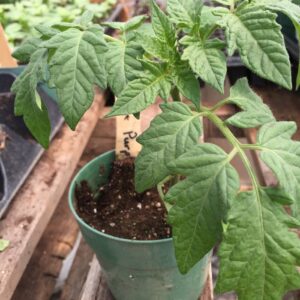 PLANT:Tomato- Old German (Heirloom)