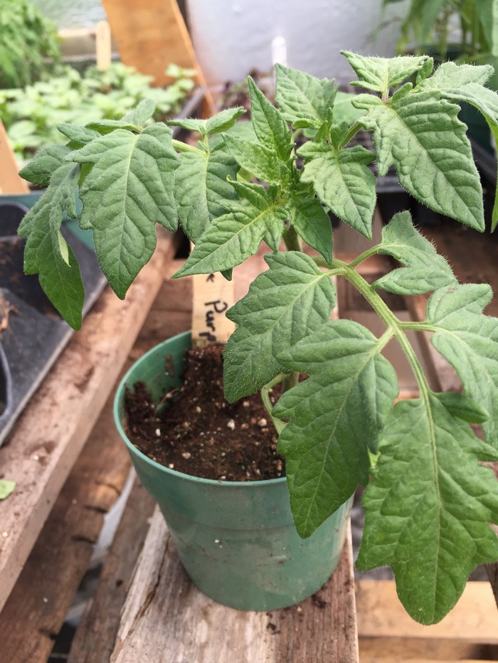 PLANT:Tomato- Old German (Heirloom)