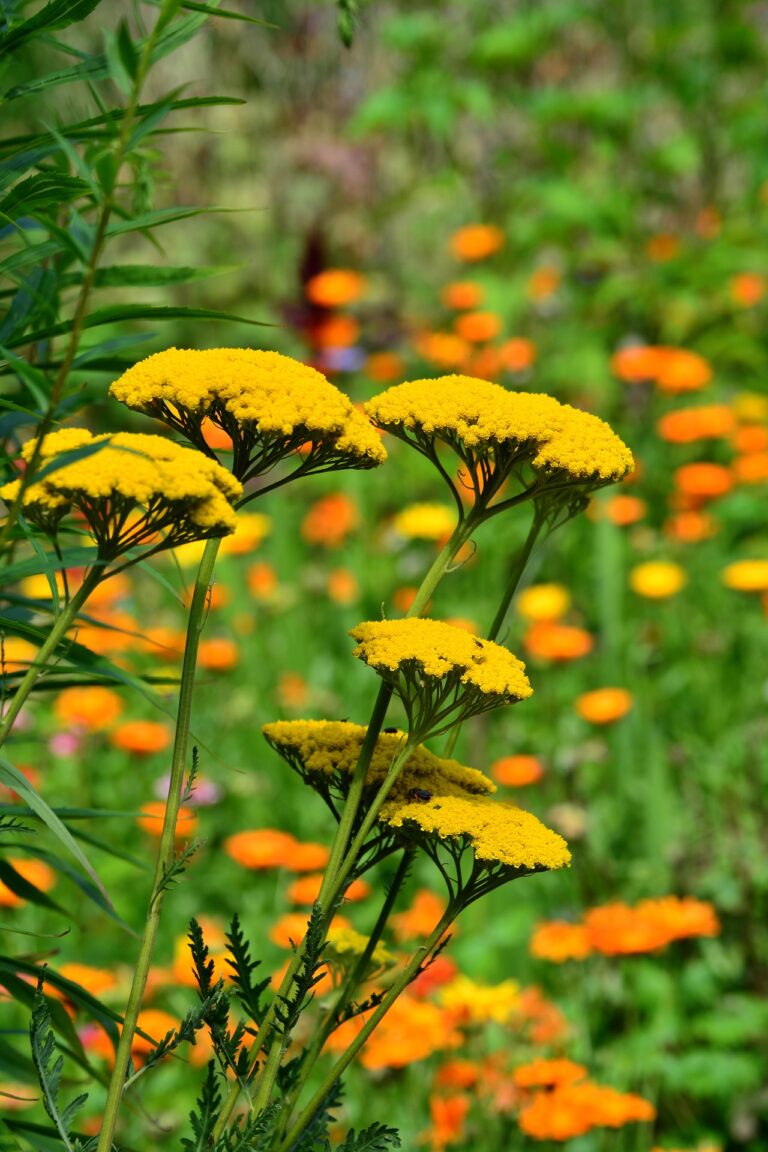 Chemical Free Pest Control In Your Yard
