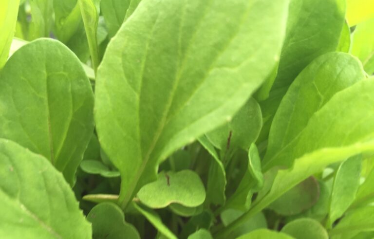Recipes for Spring – Arugula