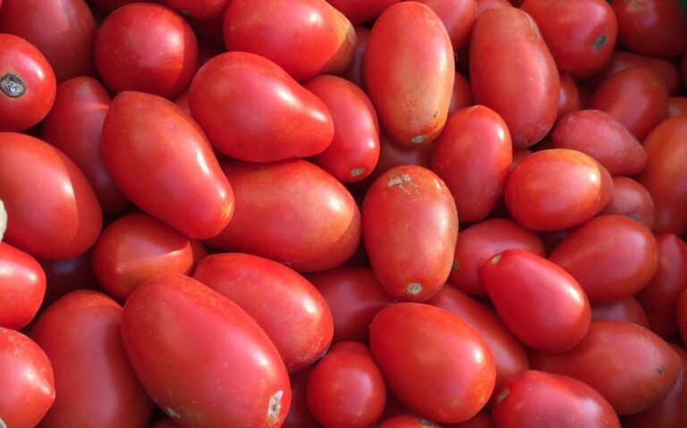 What You Need To Know When Choosing Tomato Plants