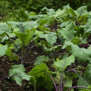 PLANT: Kale-Red Russian